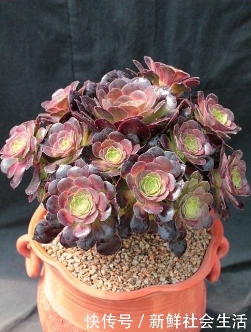 养多肉,就养这“6盆”,越长越肥,颜色越来越好看,太美了!