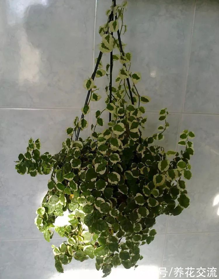 8种小众的垂盆花卉,小巧且可爱,朝东的窗台上可悬挂几盆