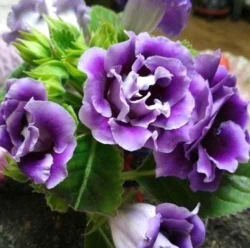 老桩|4种花深受花友喜欢，开花爆盆很简单，四季有花赏，养成小老桩