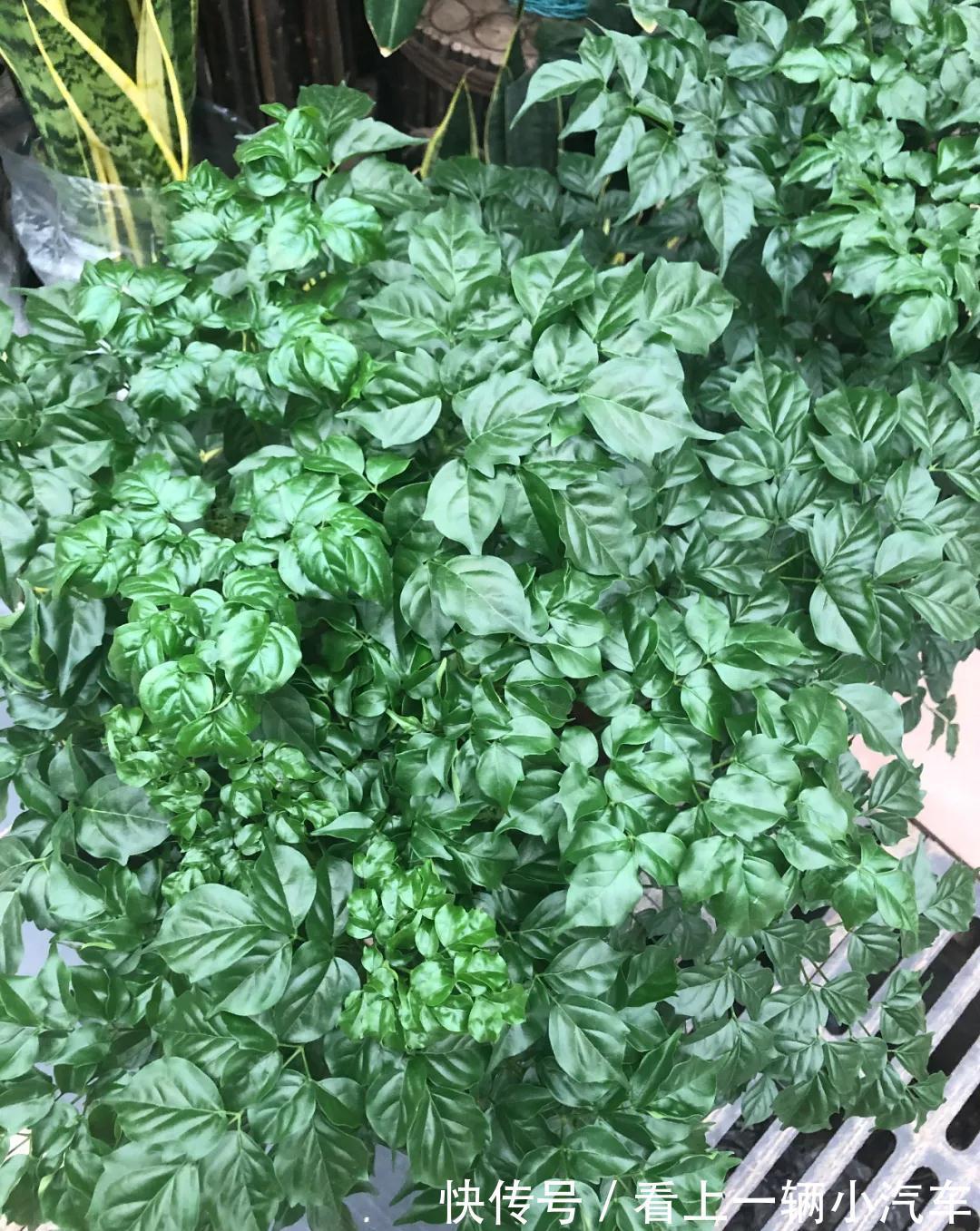 养花不会施肥，花又小又弱，17种花卉的施肥方法，赶紧收藏