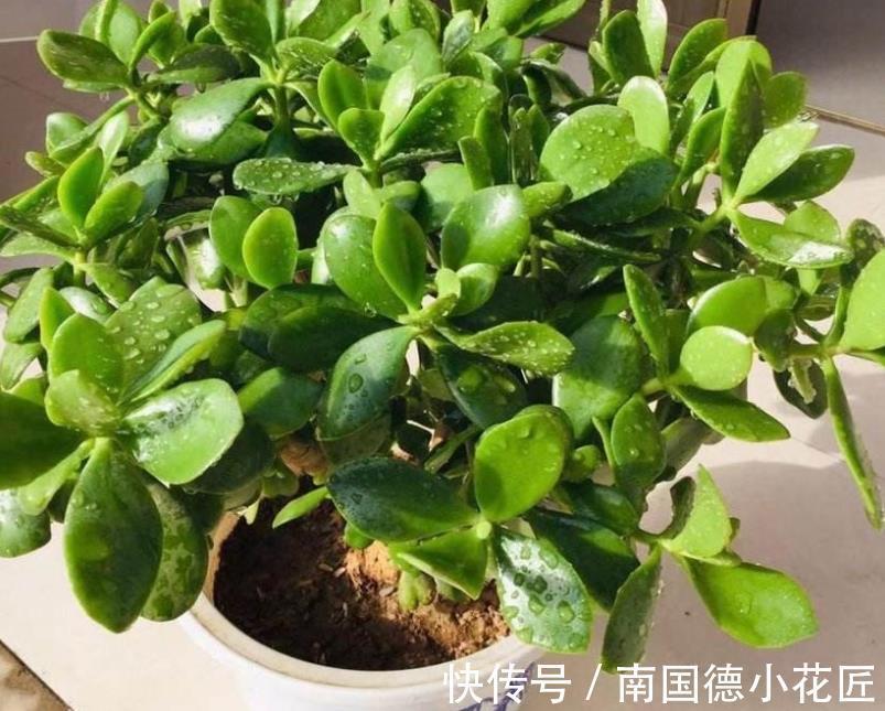 打理|秋天盆栽玉树，怎么打理？满足4点，茎干粗壮、根须旺，好过冬