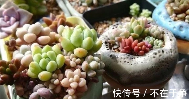 白美人|“拇指大”的花盆,被她塞了几十棵多肉,养一年都不是事!