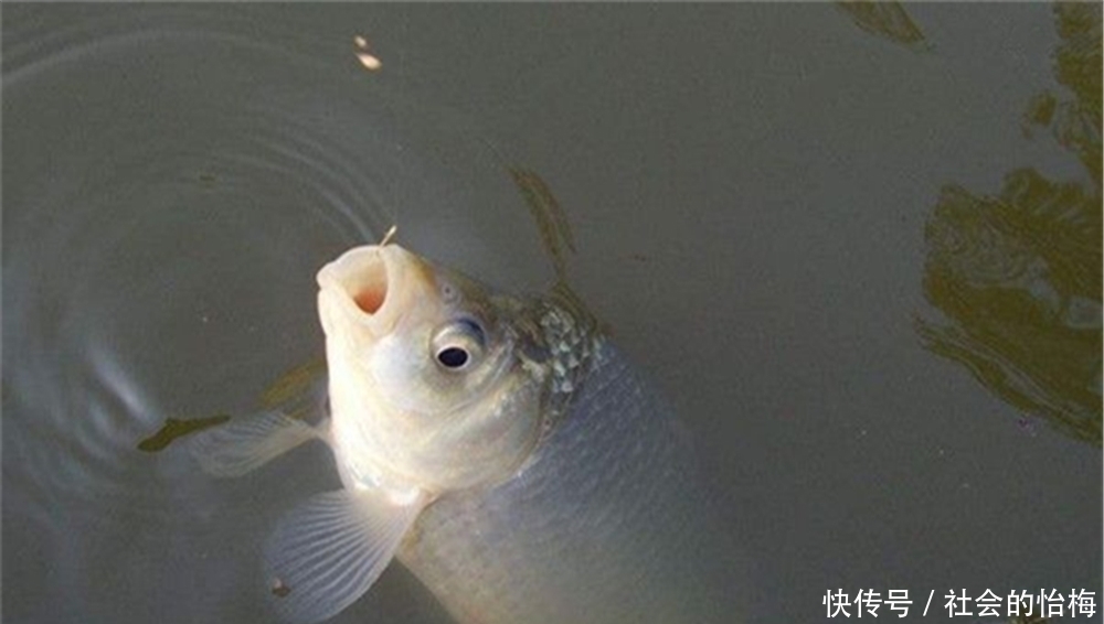 伊势尼|钓鱼技巧:鱼钩有宽门、长柄之分,在野钓中应该如何选择?