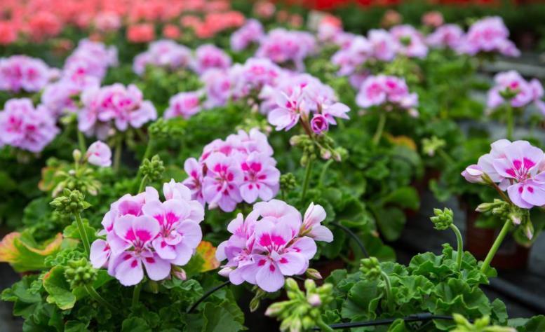 对于开花多次的盆栽，磷酸二氢钾要“搭配”使用，教你2个方法