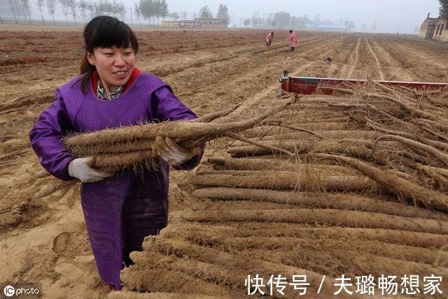 买山药时，别管它多粗多长，牢记这“4点”，保证山药一挑一根准