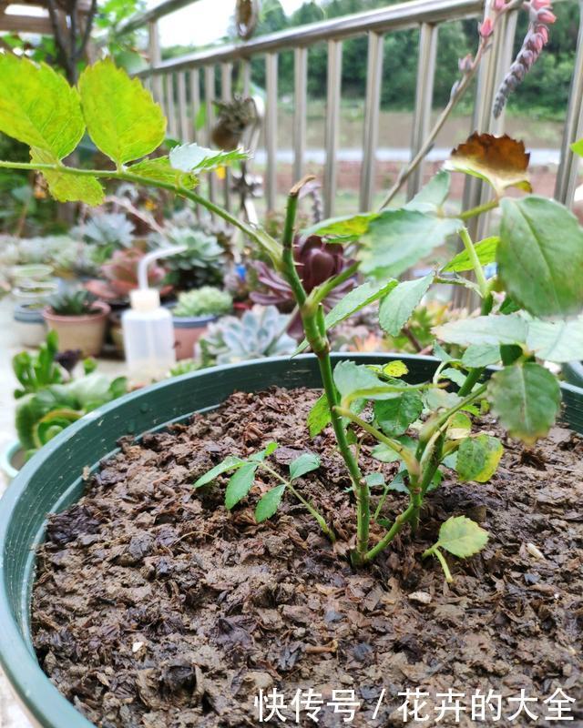 养花不懂浇水，盆里插上这“宝贝”，浇水心里有数，花儿呼呼开花