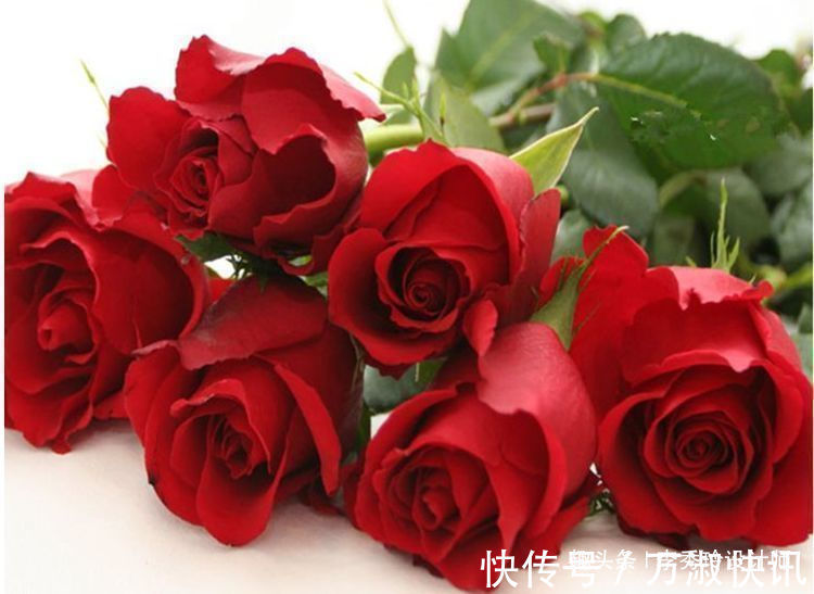 喜欢玫瑰,不如养“进口优品”卡罗拉,红艳似火,花姿绝美!