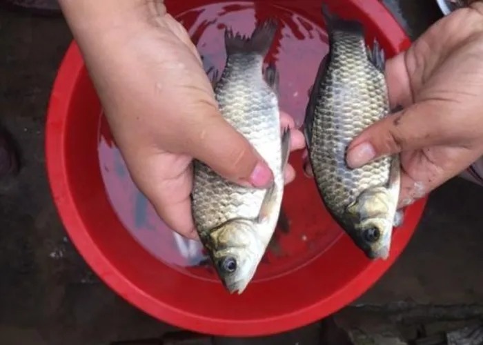 千算万算,怎么也没算到,这样一种窝料才是“对付”板鲫的法宝