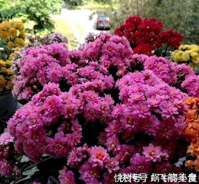 烂根|长寿花养不好？5个难题解决掉，养一盆爆一盆，不黑不烂，花更棒