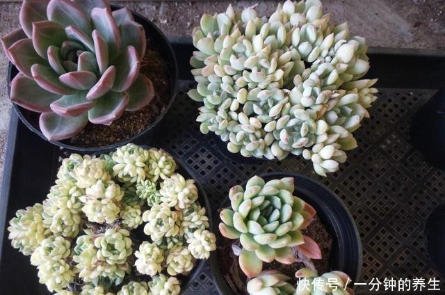 多肉|养多肉常犯的3个坏习惯,及时改掉,多肉好看又好养!