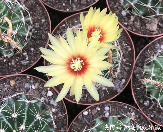 家里盆栽植物的要注意此4种进屋,既对健康不利又影响运气