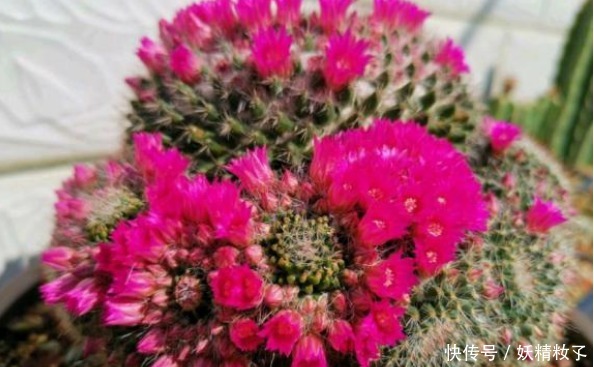 玉翁玉翁|他养了1盆“仙人球”,开花100朵,漂亮极了,大家都说头回见