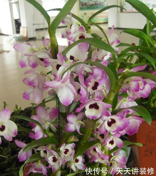 名花|6种“健康”花，寓意好又吉利，家里多养一盆，全家少生病