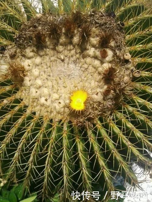 金钱树|太省心的花，1个月浇一次就行，叶子长的还超旺盛！