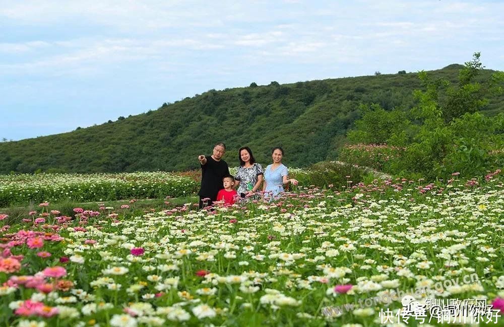 百日菊|八月宜君，百日菊开满了山岗