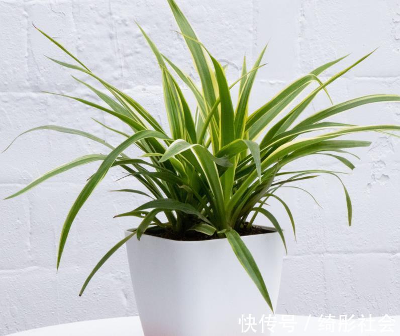 金边吊兰|夏天养金边吊兰,勤喷它,匍匐茎猛窜不停,1个月就长成瀑布