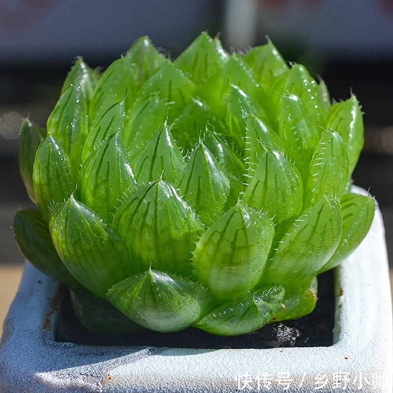 冬天室内就养它，叶型饱满，不徒长不褪色，状态满满