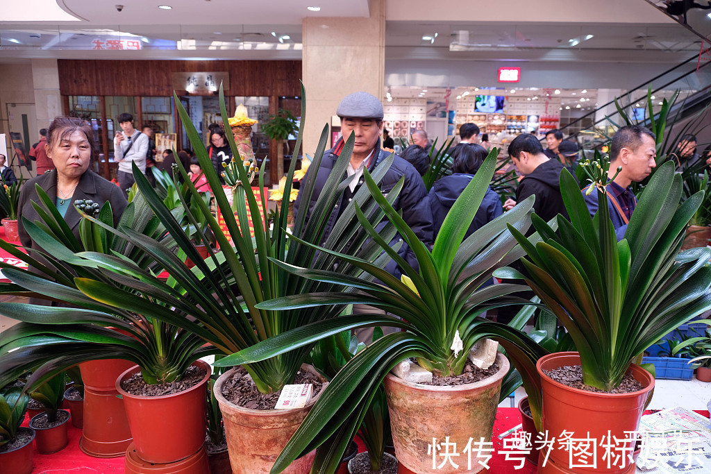 给君子兰吃一粒“药片”,叶片油绿,快速开花