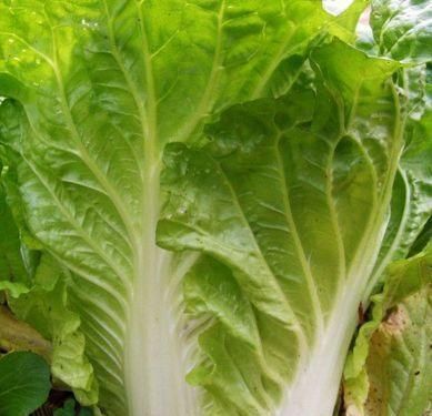 卵磷脂|忠告炒大白菜不能放此物,吃了就是没病找病,现在知道还不晚