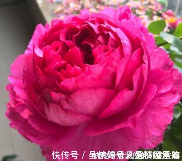 4种花适合夏天养,家里养一盆,开花漂亮花期长,谁养谁喜欢