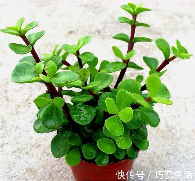 老桩|养金枝玉叶，学会这“3招”，叶子肥厚翠绿，枝干粗壮变老桩