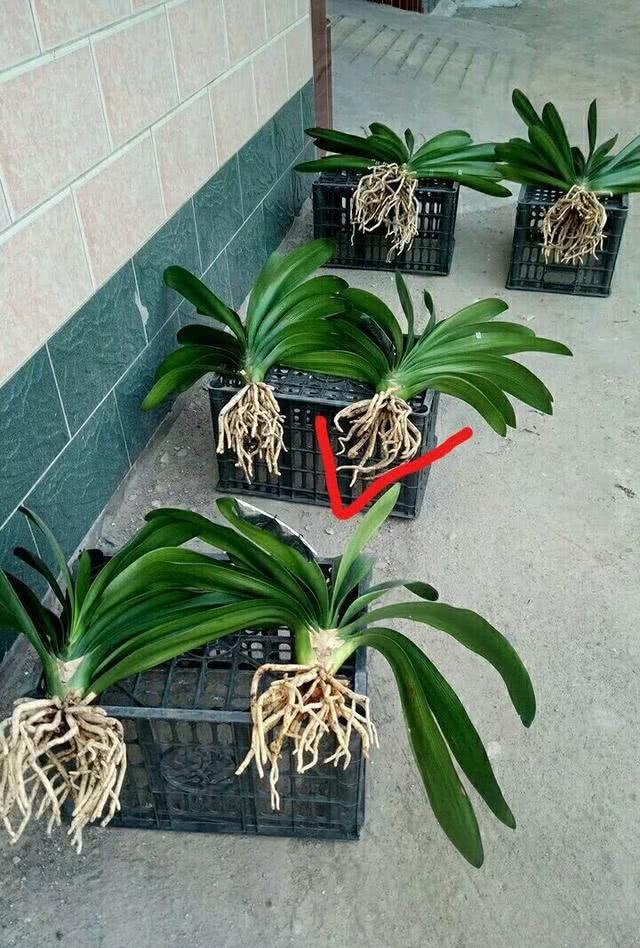 钱大爷养“君子兰”,只用一种养花“土”,原因便宜还特肥沃