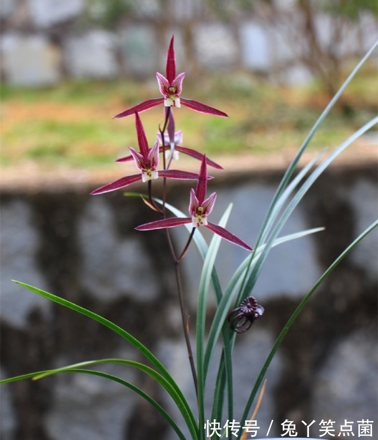 零下20度,“冻不死”的耐寒花,泼辣还好养,开品漂亮,喜庆吉祥