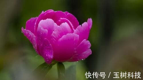 一味中药,能调理肝气不舒,还能调理各种疼痛