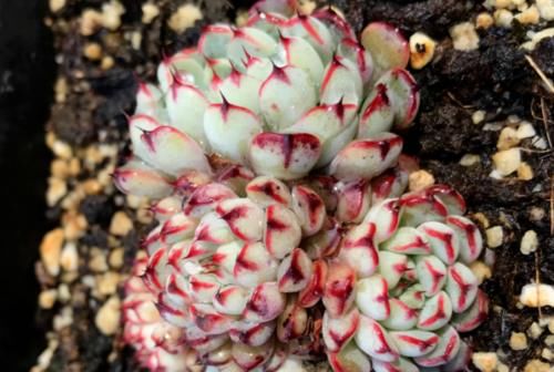 小包子|为什么从云南等地网购的多肉开始很紧致，但养着养着就散开了呢？