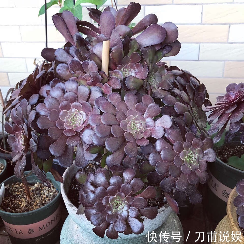 养多肉5年，告诉你4种“多肉”值得养，秋天晒一晒，10天变彩色