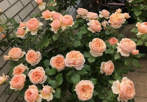 层叠群花|4种月季,耐晒又勤花,40℃照样开出层叠群花,花持久惹人爱