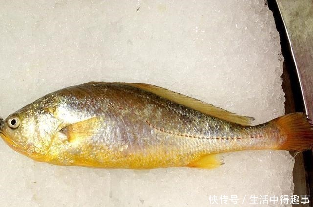 海鱼|买鱼时，就买这5种，都是野生鱼，目前无法人工养殖，可放心食用