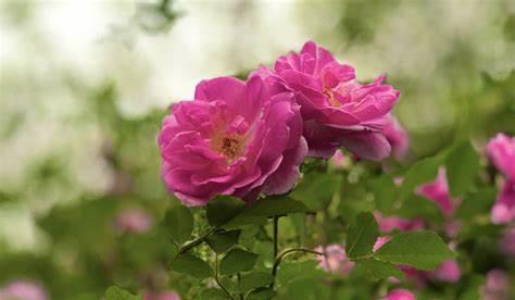 朱迪|养花试试这几款,大碗形的花又圆又满,色彩迷人