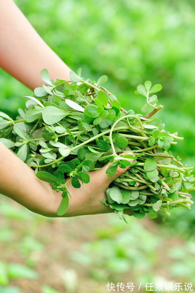 马齿苋|马齿苋又被称为“长寿菜”,中医常吃马齿苋有4大好处
