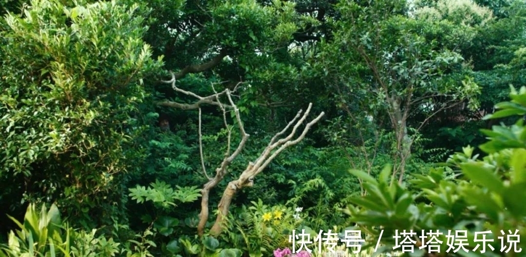 老顽童#他94岁,已经30年没出门了,种花养鸟,一副画卖上百万元