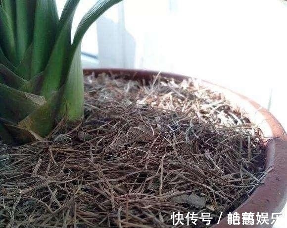 松针|此种“小东西”自带酸性，肥力大，花盆里撒一把，治虫、不黄叶！