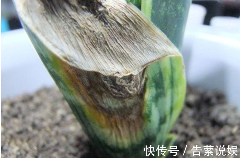 虎皮兰叶子“干瘪、发软”学会懒养，再浇“1种水”，精神抖擞