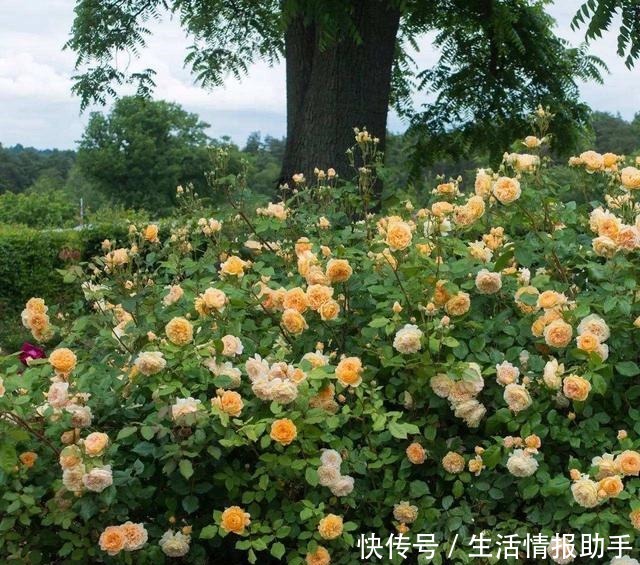 藤本月季三年才成型不,选择这3个品种,一年就能给你一面花墙!