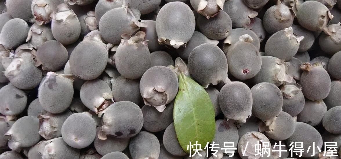 乌肚子|原先没人要的野果，现在成了金豆豆，乌肚子值钱了