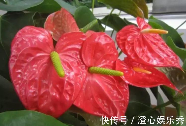 阳台|这几款花养在小院，花量大又好养，开花一茬一茬，阳台变浪漫花园