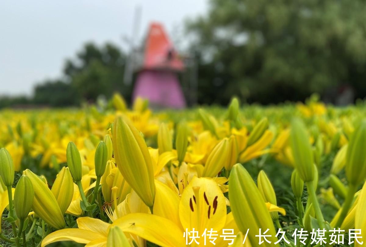 百合花|沈阳沈水湾公园:又美又仙百合花海