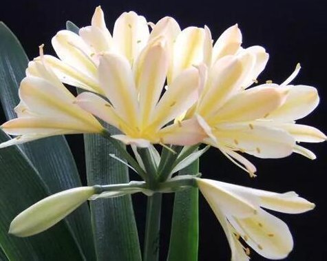 妙招|养君子兰的小妙招,年年开花爆盆,叶子整齐不倾斜,全年开花不断