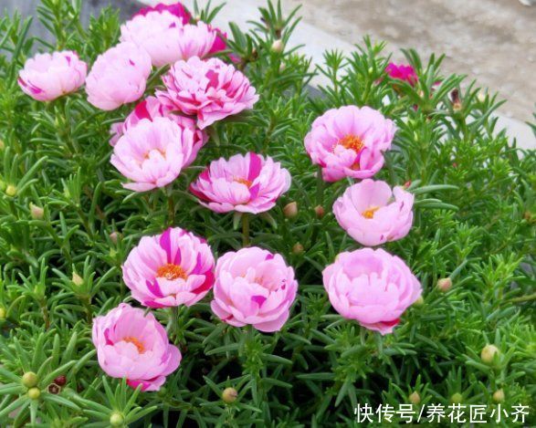 枝条|太阳花你都养不开花？看看这3个“条件”，你少做了那一个