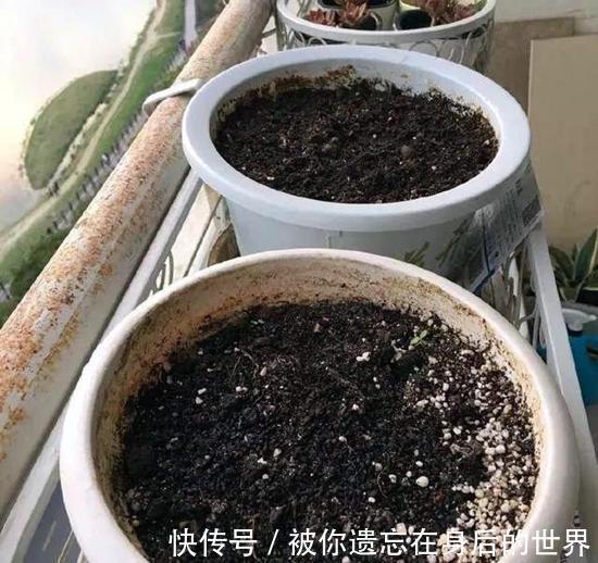 烂根|盆底垫三种东西，不怕招虫不烂根生病，养花更省事了