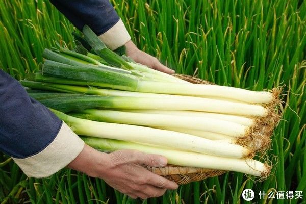 节气|节气美食 篇五十一：立冬补嘴空，有钱没钱，多吃这“6样宝”，顺应时节，平安入冬