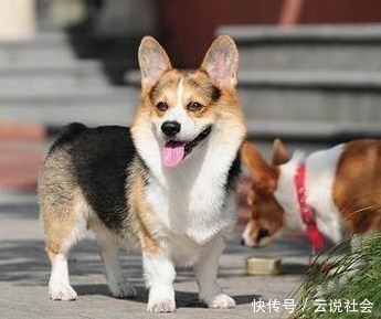 养狗 我只想养 柯基犬 这6大好处让我无法拒绝 天合乐学帮助家长发现孩子的更多可能