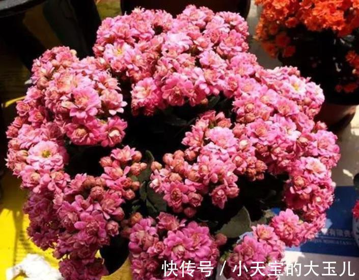 想要长寿花花苞多?家里2种垃圾不要丢,掺在盆里开花爆盆