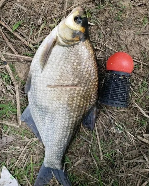 冬天的鱼都藏在草里?其实不是所有水草都有鱼,这些地方才聚鱼