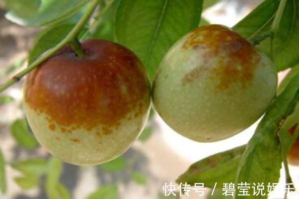 癌症研究|大枣营养价值高，常吃对3种肿瘤有预防，现在知道还不晚