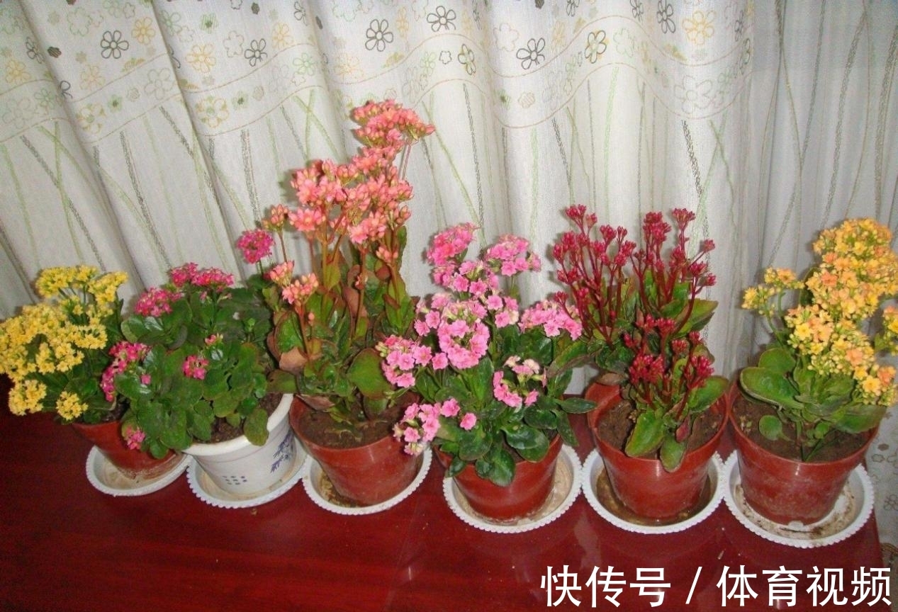 长寿花染上白粉病该怎么办?